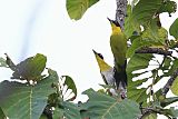 Black-headed Woodpecker